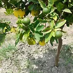 Galinis